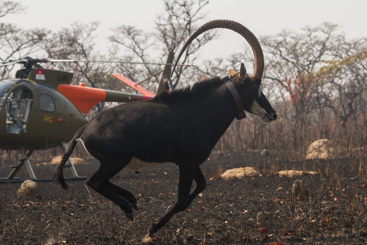Sable Predators One Biologist’s 20-Year Mission to Save Angola’s Giant Sable
