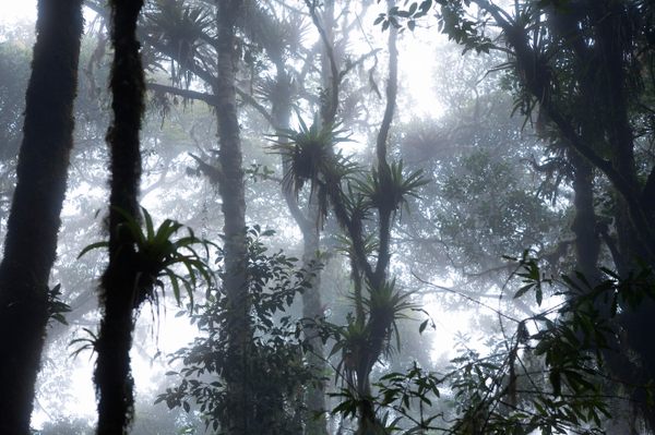 The misty cloud forests of Costa Rica's Cerro de la Muerte are home to several endangered species—including, say locals, spirits charged with protecting the mountain.