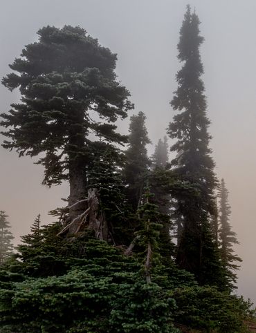 华盛顿雷尼尔山的雾景，这是美国大陆冰川覆盖最多的山峰。