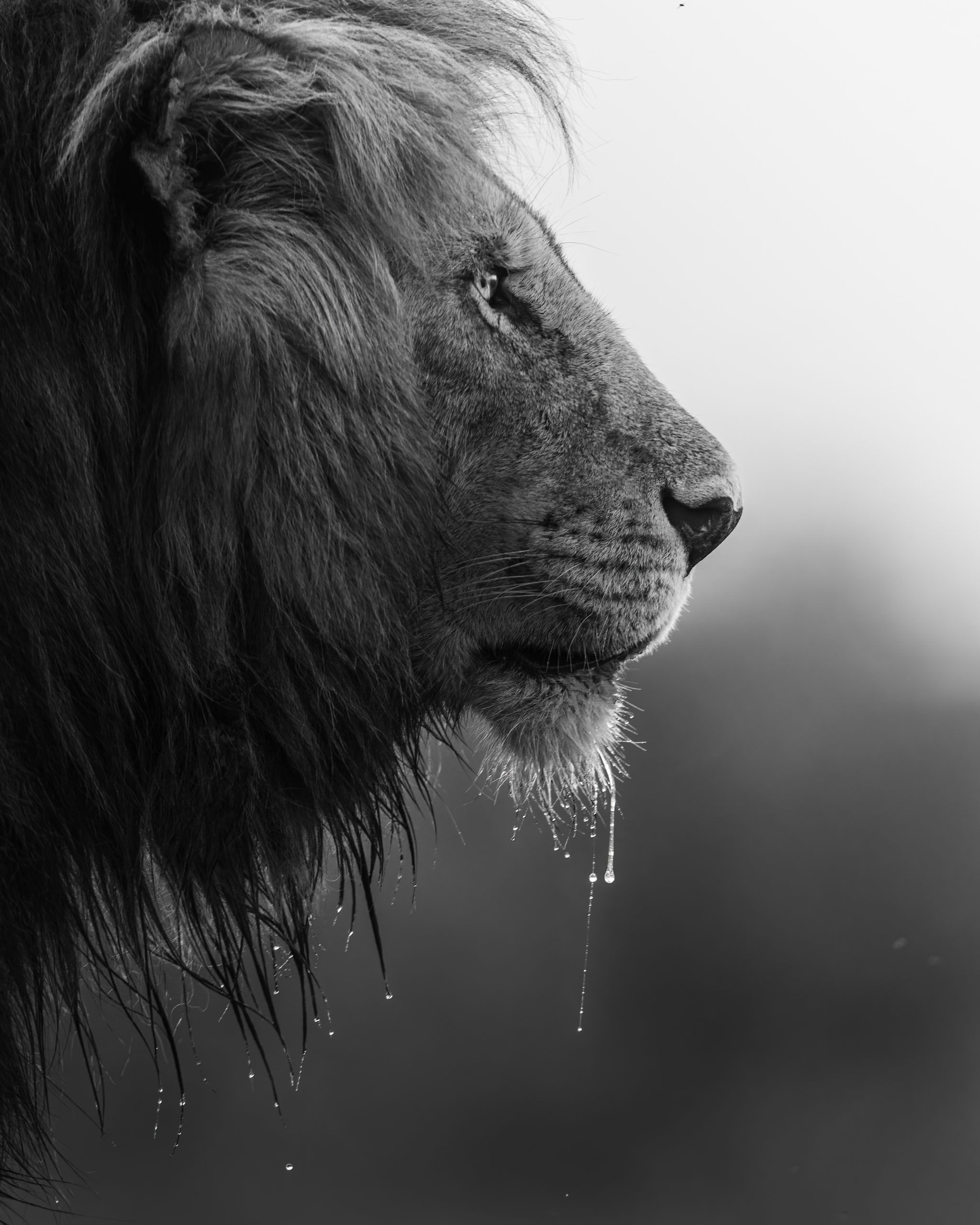 Po západe slnka sa tento veľký leví samec zastaví a napije sa zo sezónnej mláky.  Akonáhle tieto vodné zdroje vyschnú, veľké mačky budú jesť rastliny, aby získali vodu, ktorú potrebujú.