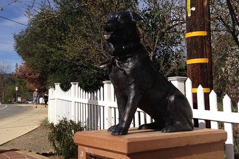 Bosco the Dog Mayor