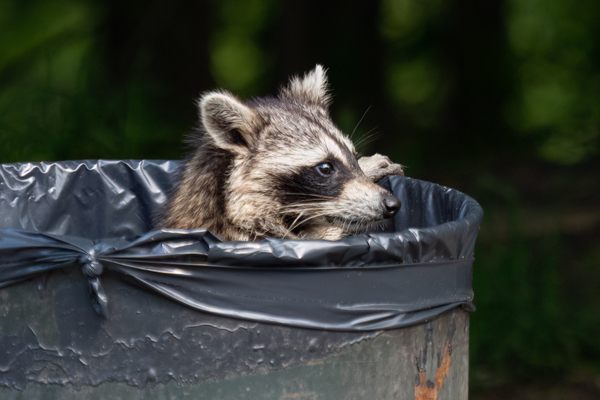 The more we try to keep raccoons out of our trash bins, the better they get at breaking in.