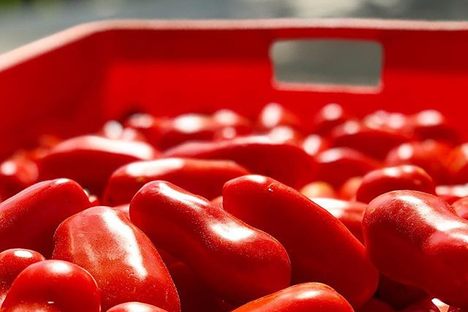 San Marzano Tomatoes