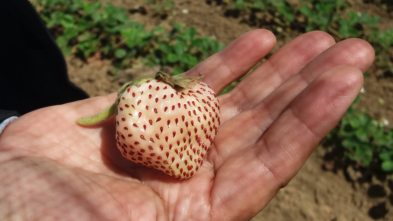 A white Chilean strawberry.