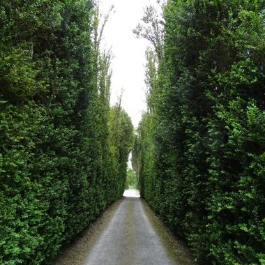 The Birr box hedge