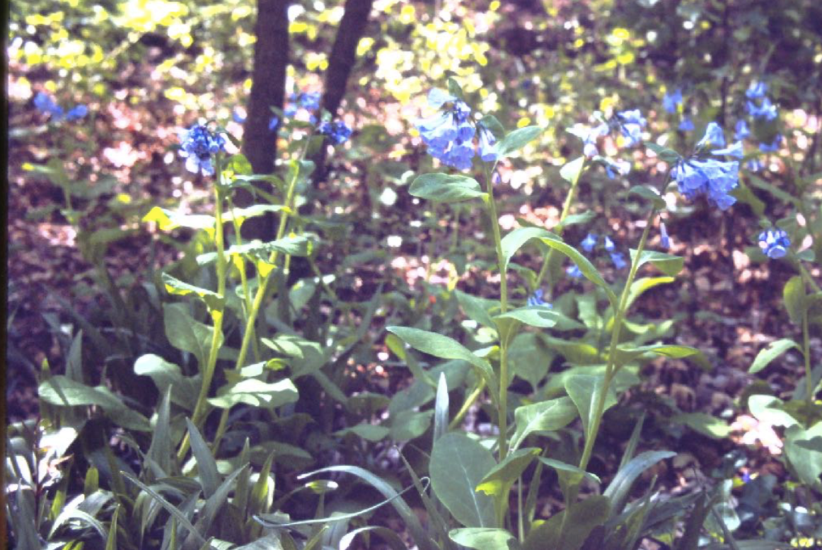 Virginia bluebells, which are abundant at the south end of the garden.