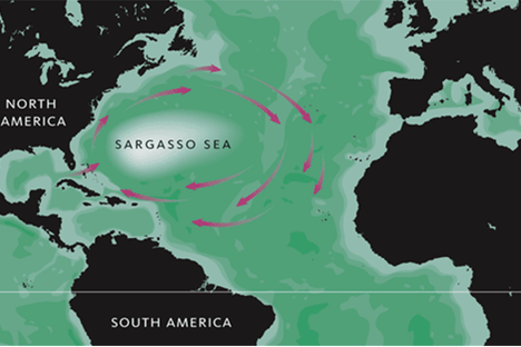 Sargasso