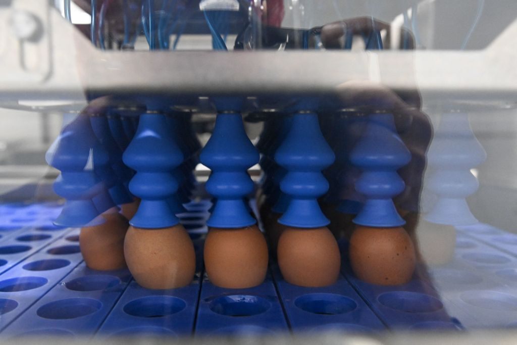 At Lohmann's hatchery in Saint-Fulgent, France, eggs are scanned by machine to determine the sex of the embryo inside.