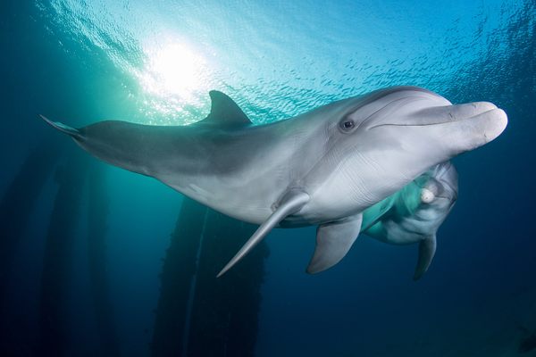 A bottlenose dolphin in the Red Sea near the southern Israeli coastal city of Eilat.