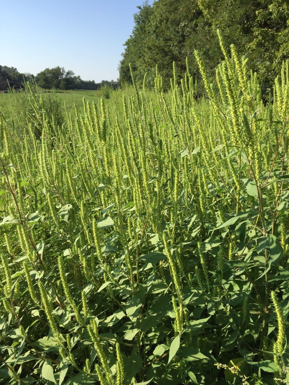 Wild marsh elder plants growing in a wet field at Cahokia Mounds State Historic Park.