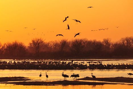 The Greatest Crane Migration Begins in Nebraska