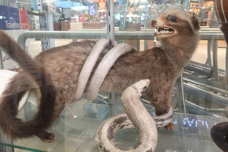 Mongoose fighting cobra.