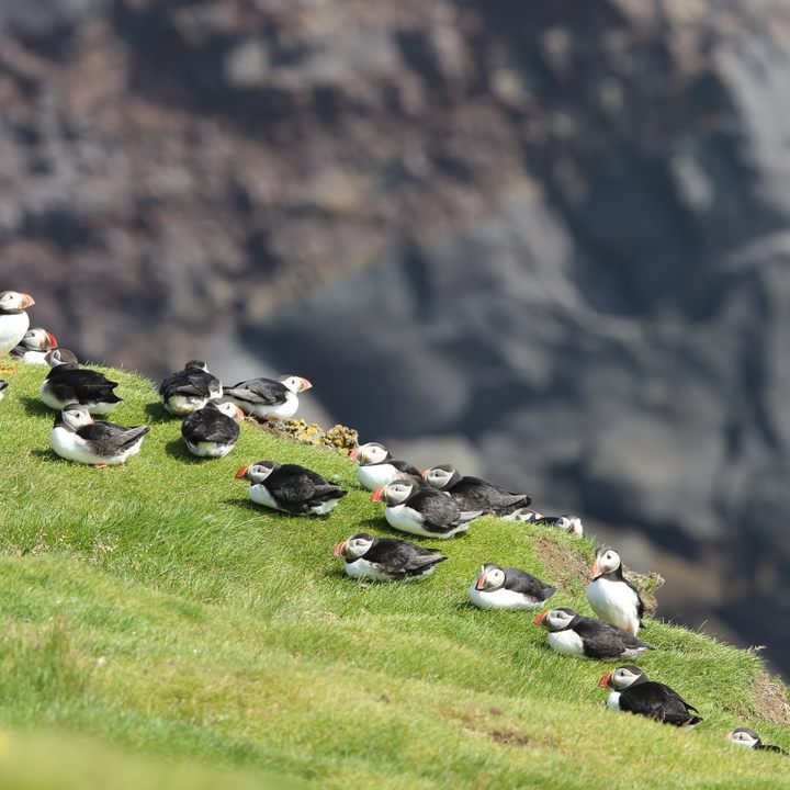 Atlantic puffins resting on the Westmann islands.