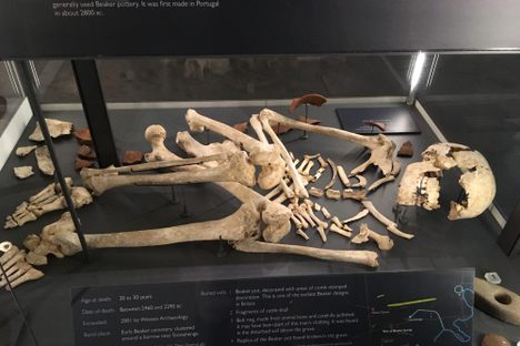 Skeleton.