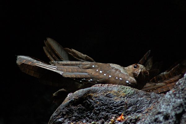 An oilbird in the Cueva de Los Tayos.