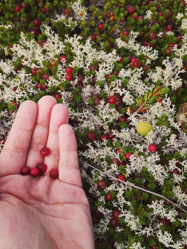 Food, Foraging & Mythology With Felicity Roberts & Lori McCarthy