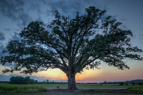 The Great Burr Oak.