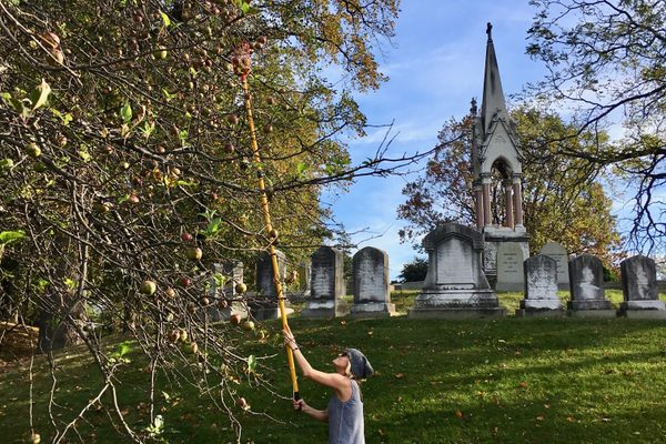 Joy Doumis picks apples at Green-Wood Cemetery.