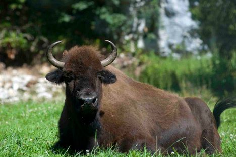 A bison rests on the pasture. 