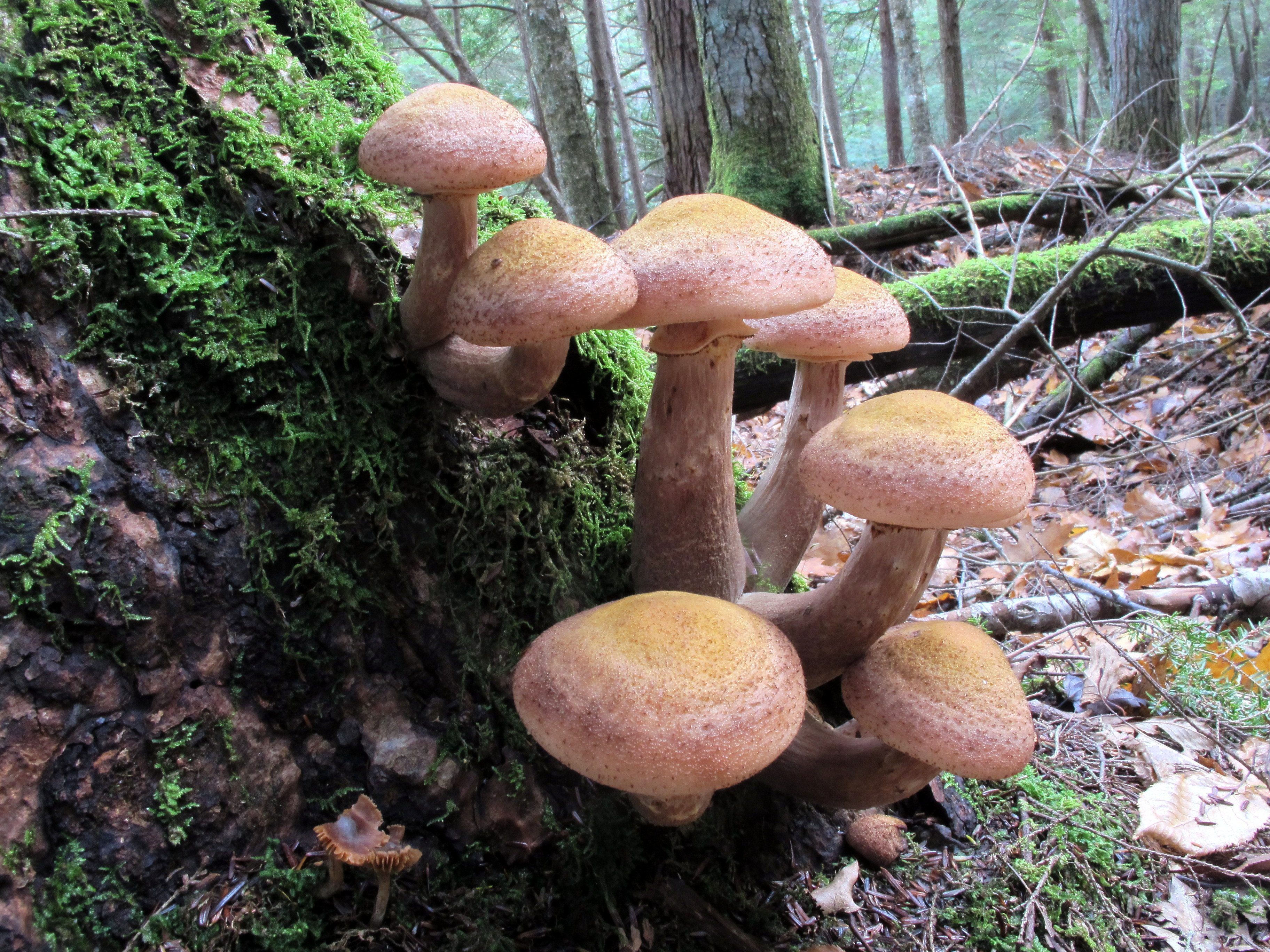 But <em>Armillaria ostoyae</em> has it beat.