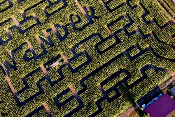 The instruction isn't visible to people actually in the 2021 Chilliwack Corn Maze in British Columbia, Canada.