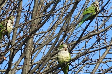Brooklyn, Borough of the Birds: A Report from a Wild Parrot Safari