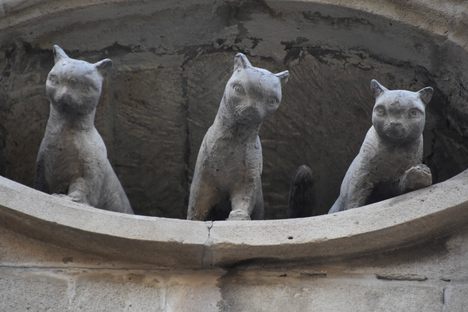 This ones for the lovers... of cats.