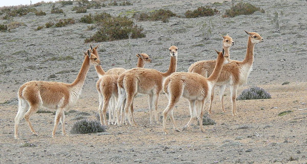 Watson believes the vicuña hunt was communal, with men and women cornering small packs of the animals along cliff edges.