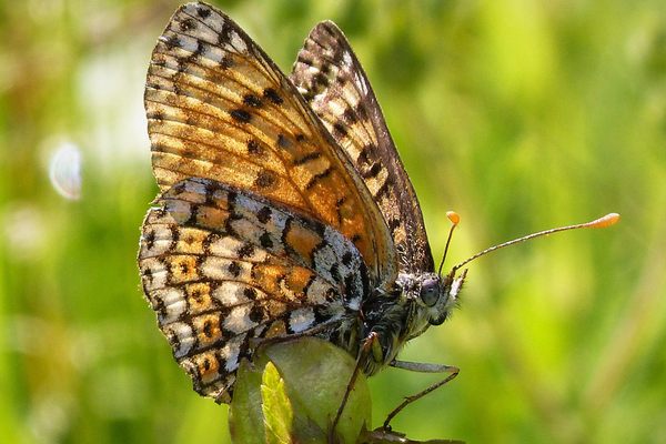 The Glanville fritillary is common throughout most of Europe and parts of northern Africa.