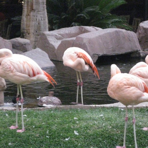 The Flamingo Las Vegas, Las Vegas Vacation Ideas and Guides 