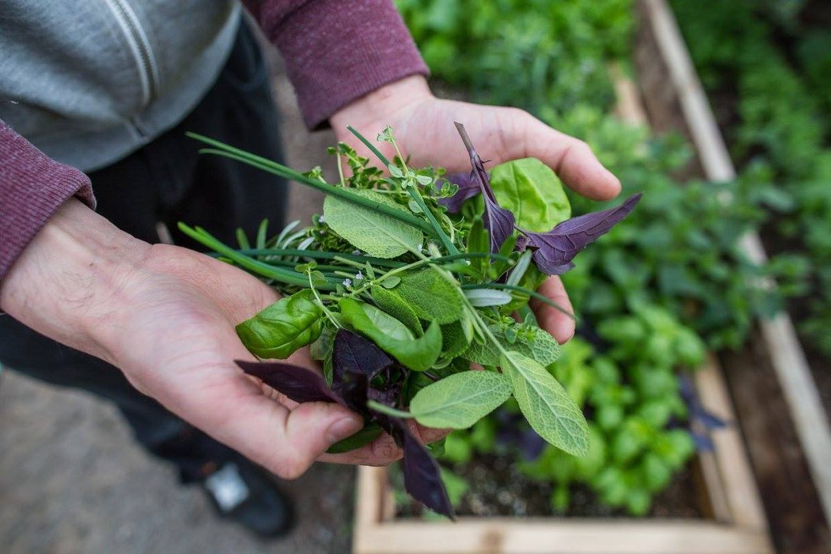 One greenhouse gardener shows off a fistful of fresh herbs.