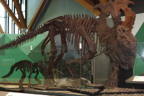 Pachyrinosaurus