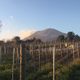 The vinegards of Sorrentino Vino, with Vesuvius in the background.