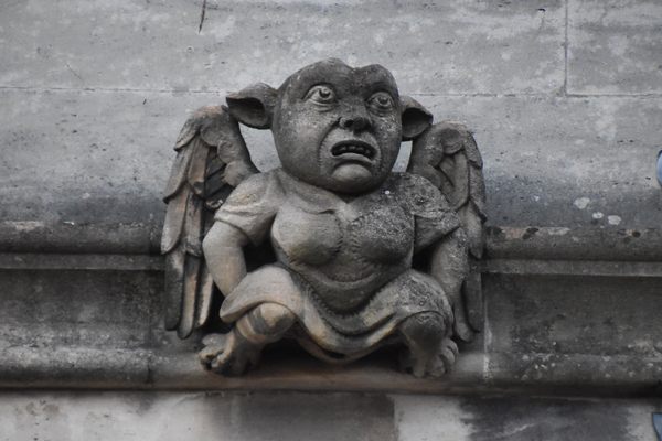 Look up for curious creatures like this one.