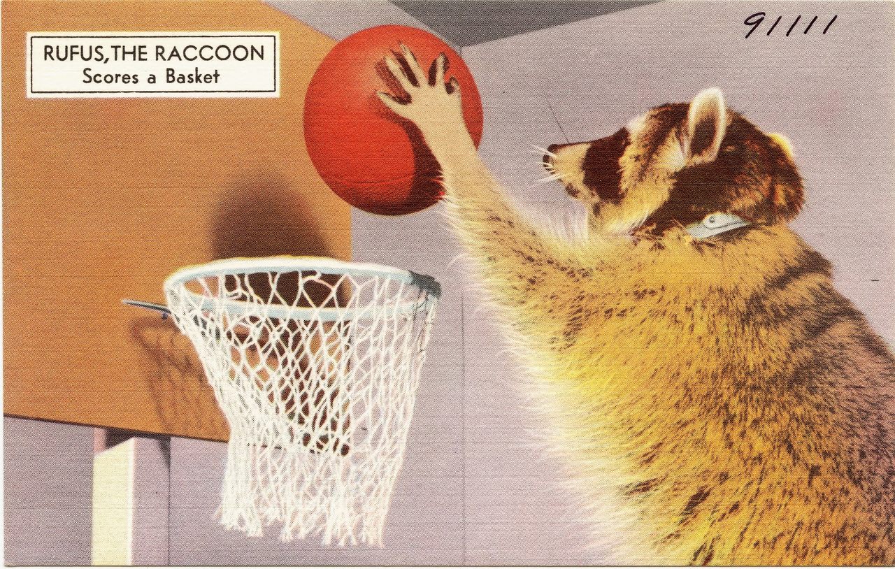 "Rufus the Raccoon scores a basket" vintage postcard.
