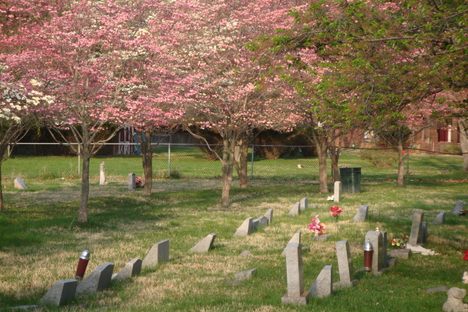 Some of the more than 50,000 beloved pets buried at Aspin Hill.