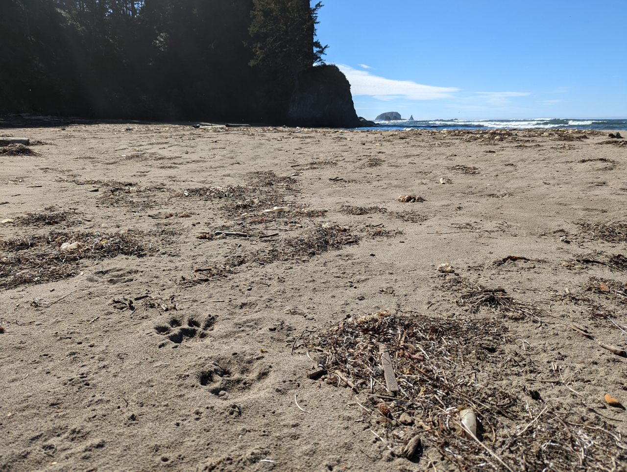 Cougar tracks, or pugmarks, on an Olympic Peninsula beach.