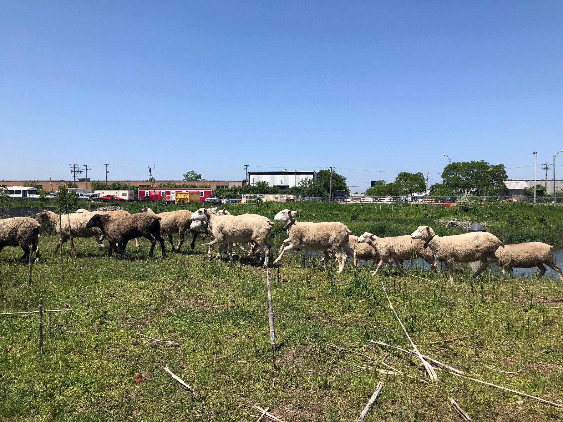 The herd grazes near O'Hare's northernmost runway, which is barred off by a tall fence.