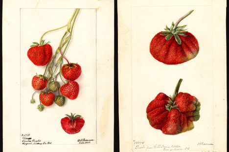 Strawberries, illustrated by Deborah G. Passmore.