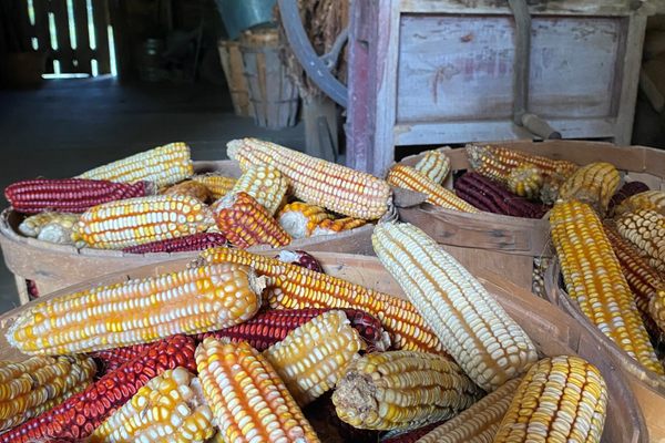 Heirloom corn, all dried out to keep for the winter.