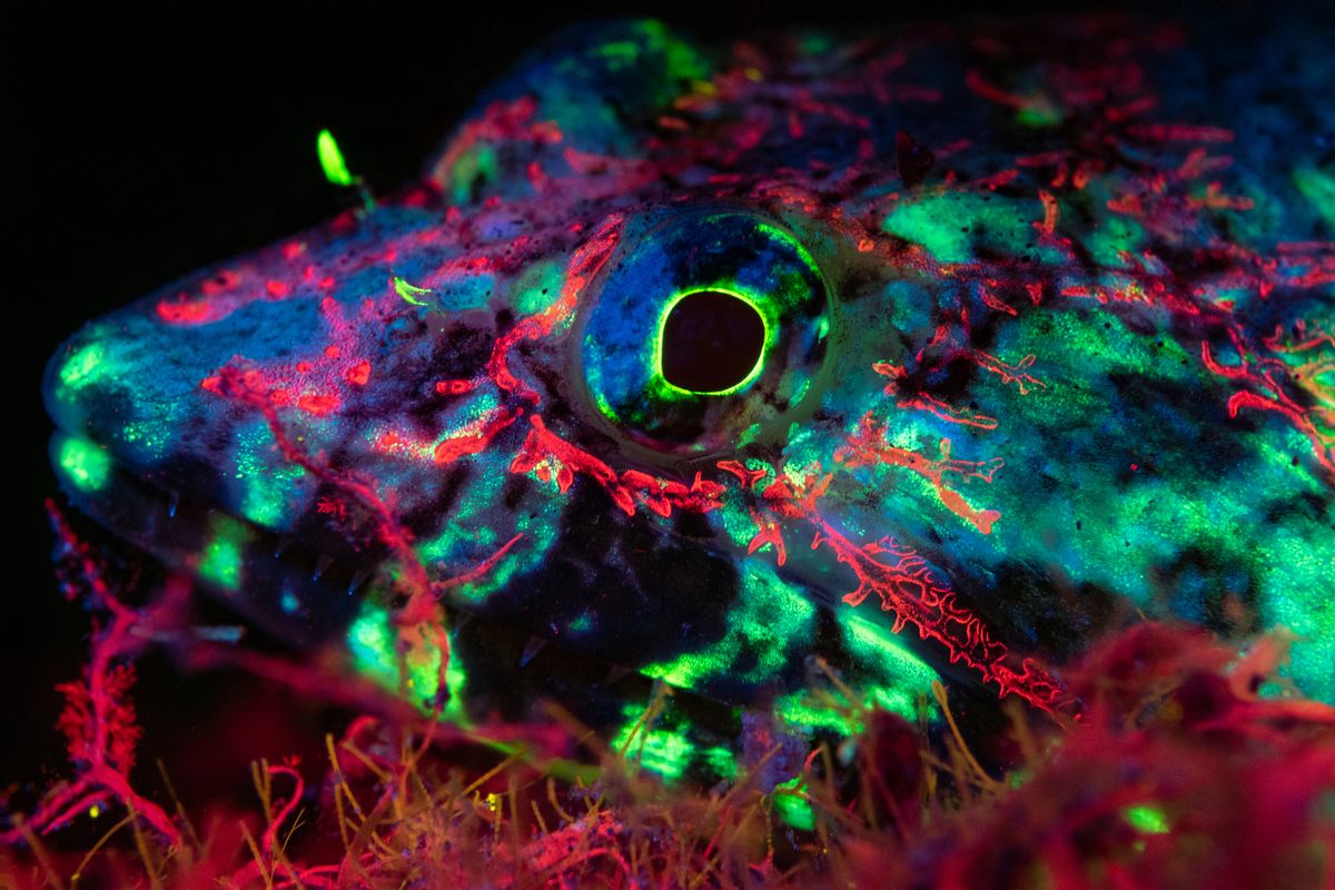 A fluorescent lizardfish stares into the camera lens in the waters near Madeira, an archipelago made up of four islands off the northwest coast of Africa. Scientists aren’t sure why lizardfish glow in the dark; it could help them camouflage or communicate with other lizardfish.