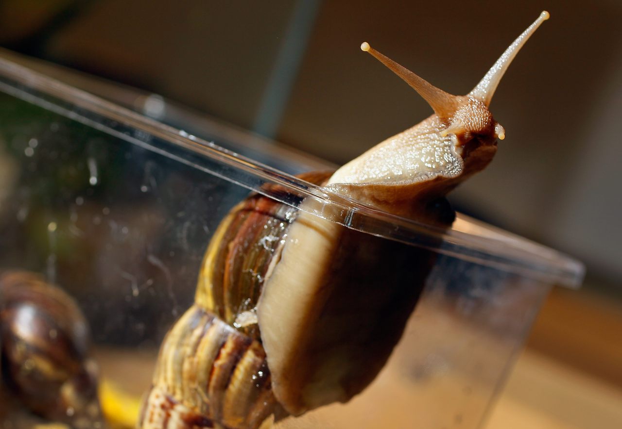Giant African land snails are among the largest land snails in the world.