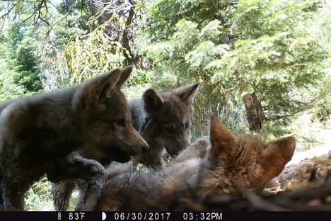 Three new wolf pups play right in front of a trail camera.