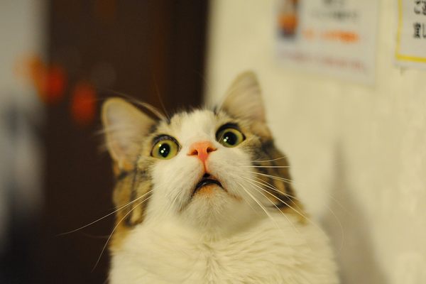 A truly scaredy cat.