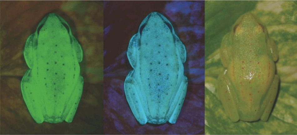 The frog under UV lighting and under normal lighting.