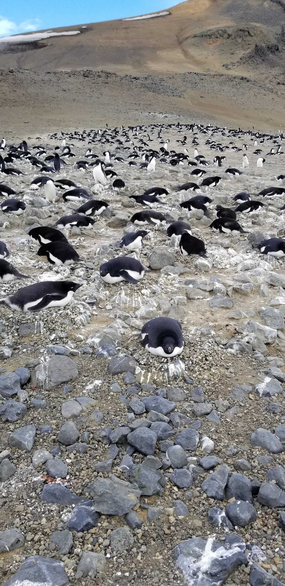 Adelie penguins incubating