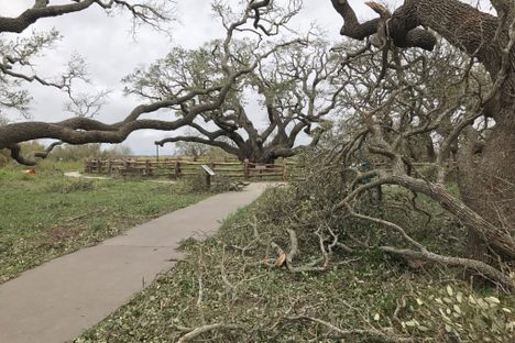 A 1,000-Year-Old Texas Oak Tree Stands Firm
