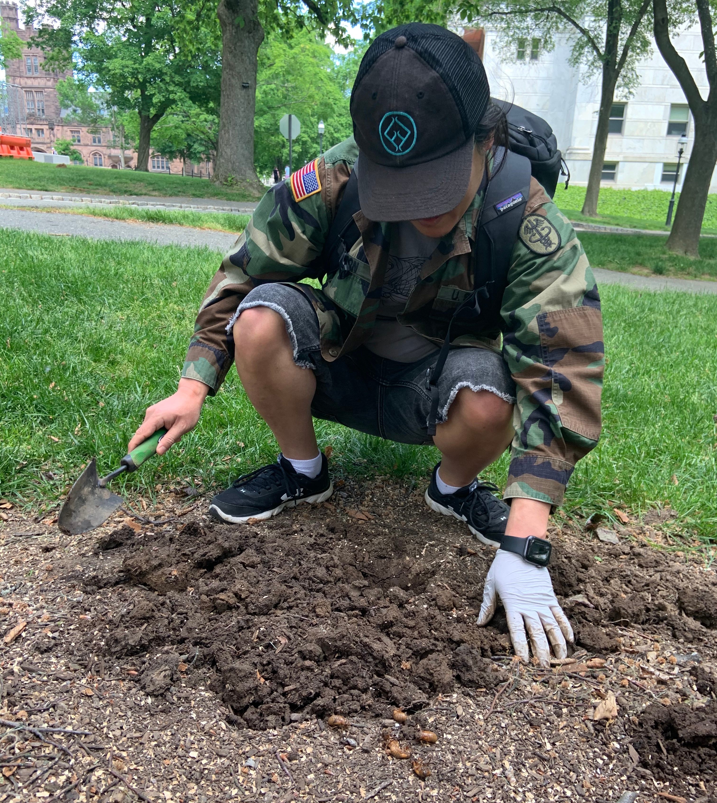 Yoon harvesting nymphs from the ground.