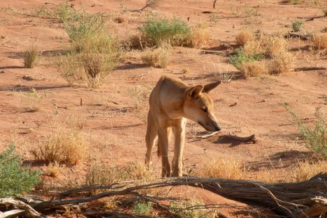 A dingo.