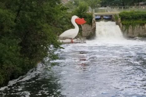 Pelican Pete